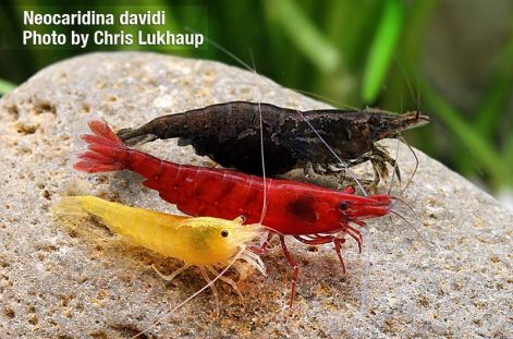 3-3-3-3-3-3-3-3_neocaridina_davidi_szinek.jpg