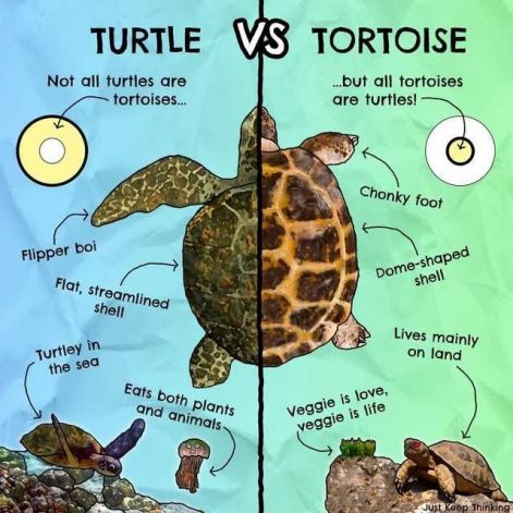 turtle_or_tortoise.jpg